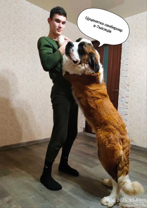 Сенбернар продаж