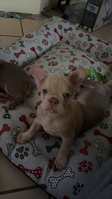 Buldogue Francês