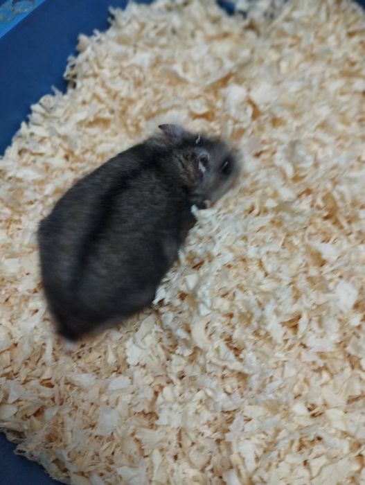 Oddam Chomiki dżungarskie-gryzonie