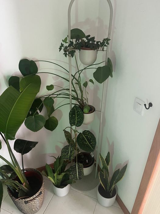 Conjunto Plantas de Interior + Vasos Decoração Casa Excelente Estado