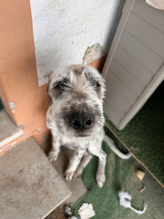 Adoção RESPONSÁVEL - Cadela 1ano