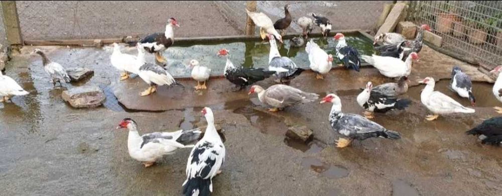 Gansos patos galinhas garnizas