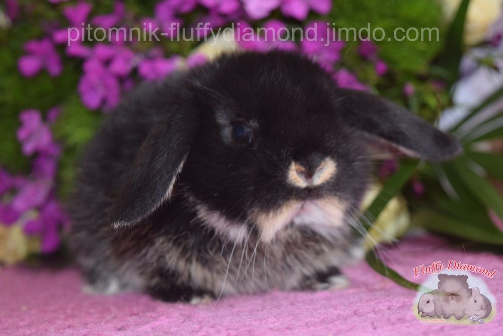 Висловухі кролики редкісного забарвлення! Кролик з розплідника!
