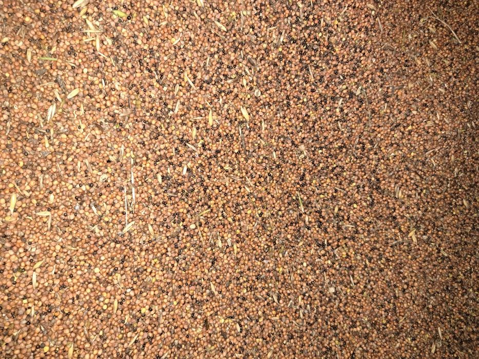 Sprzedam rzodkiew oleistą z rzepakiem