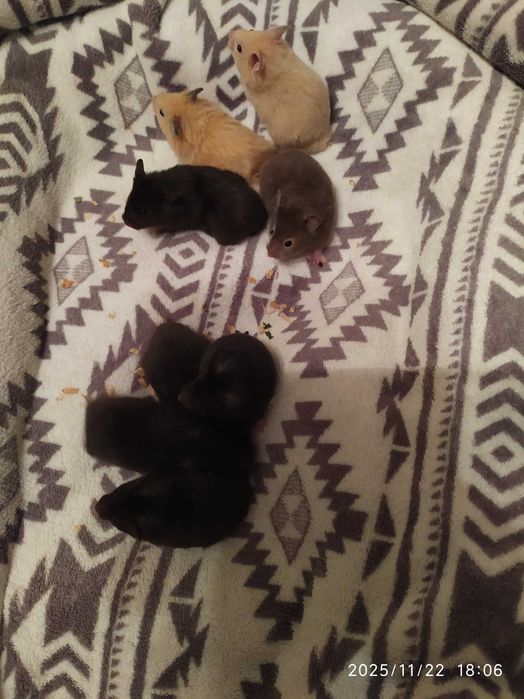 Хомяки , джунгарские хомяки