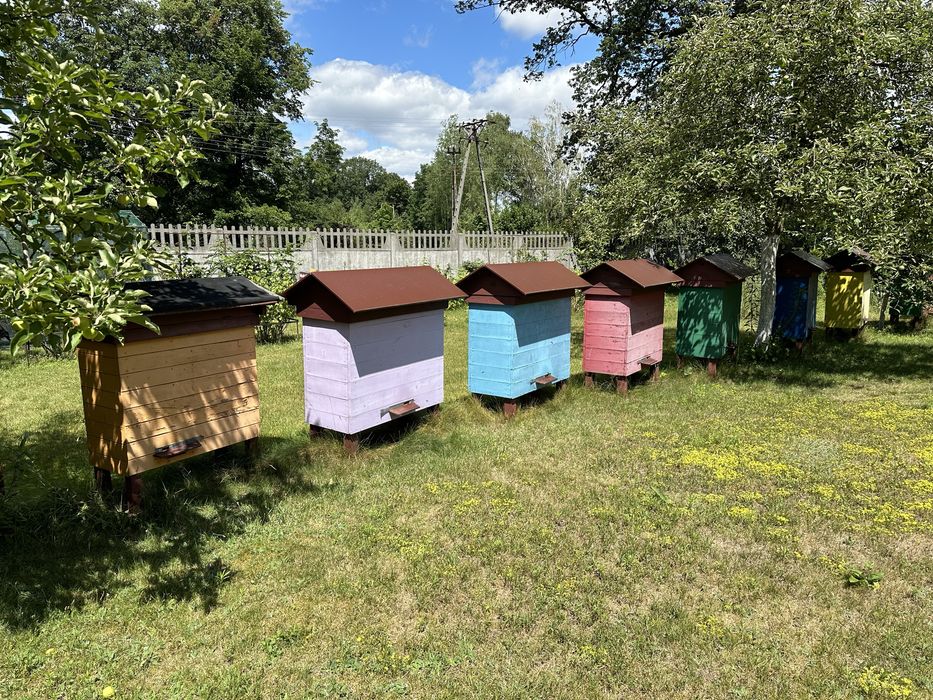 Ule Warszawskie zwykłe