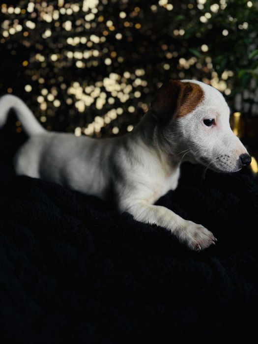 Jack Russell  Terrier suczka malutka  Jack Rusel Terier