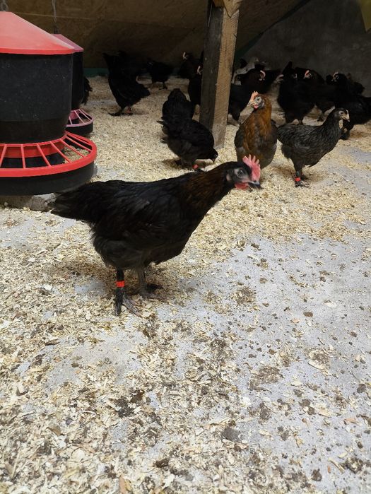 Koguty marans młode