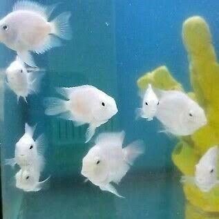 Peixes Snow Parrot (Snow White e Polar Blue) – Adultos