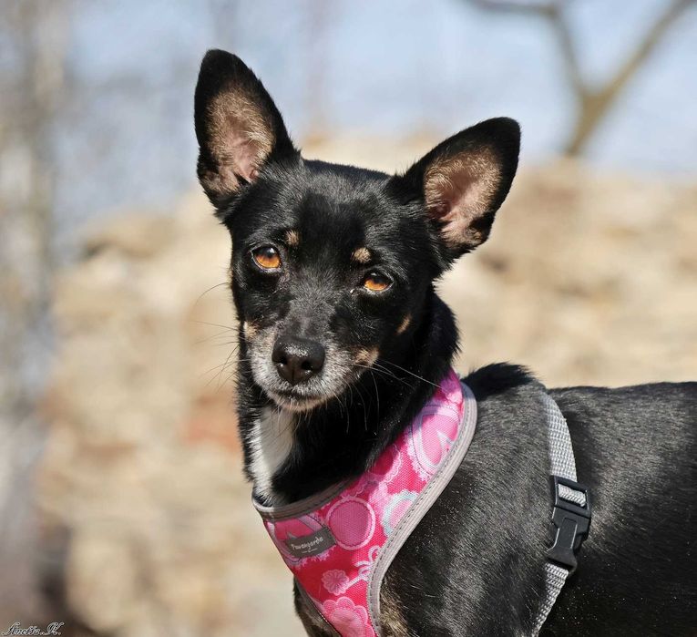 Pinczer TEKLA poleca się do adopcji!