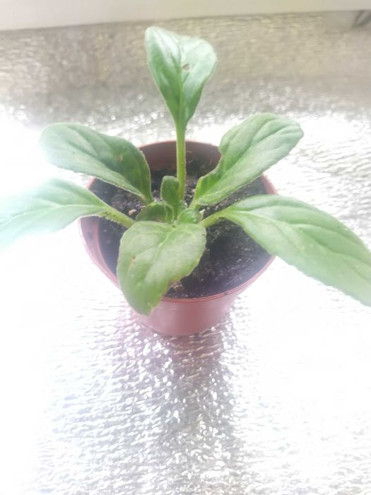 Примулина ( хирита )