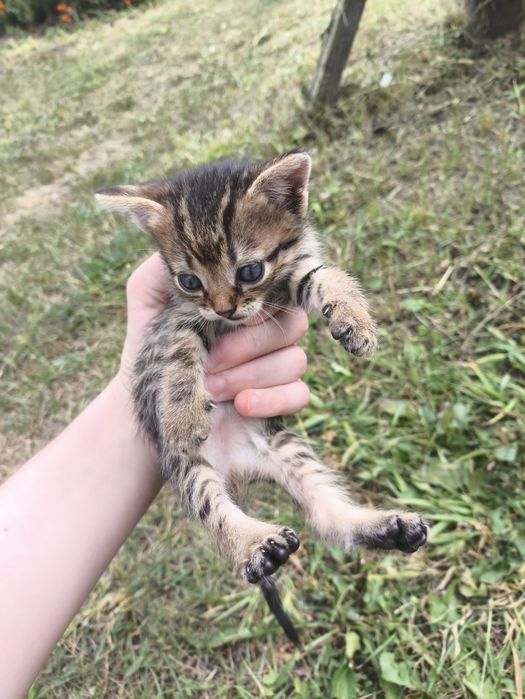 Котята девочки, 1.5 месяца