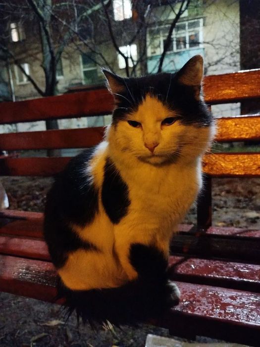 Отдам черно-белого котенка кота, 1,5 года