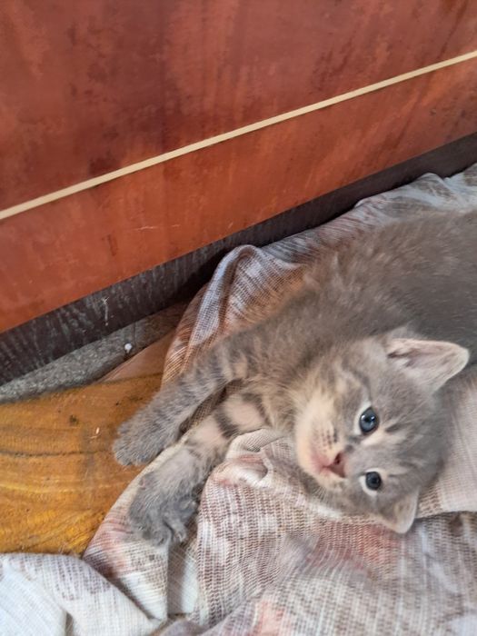 Кошенята сиамські