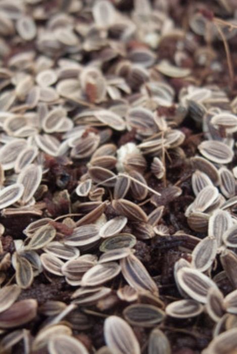 Кріп насіння на вагу