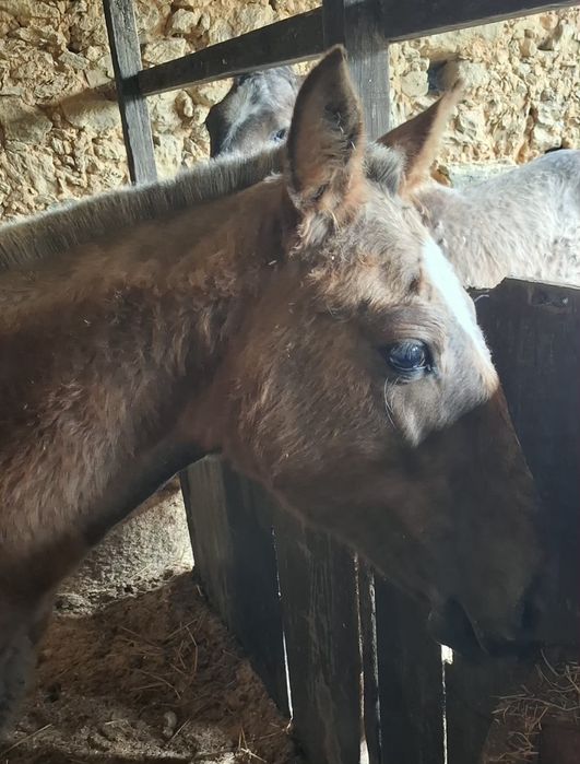 Poldra PSL com 9meses
