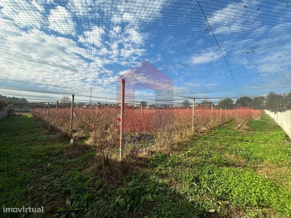 Terreno com plantação, Turiz