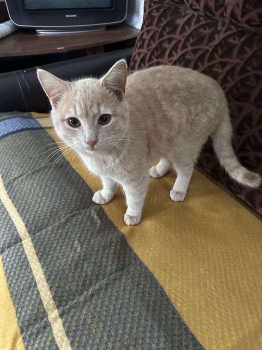 Котик 9 місяців, віддамо