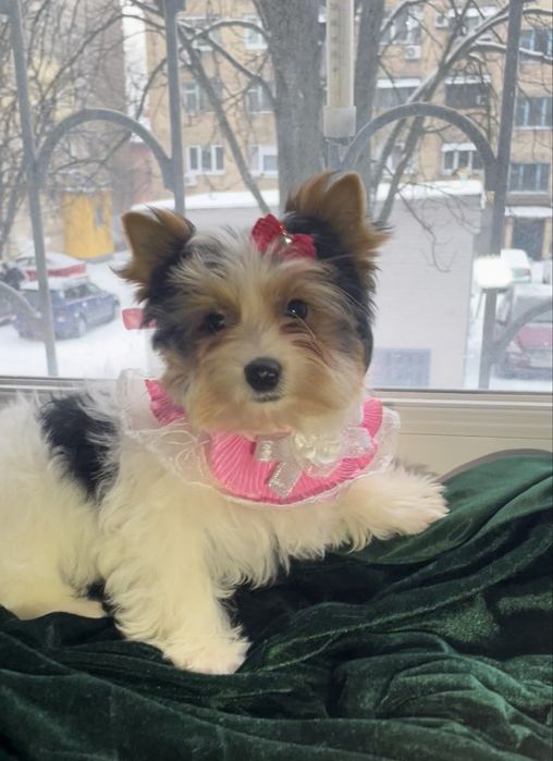 Стандарт дівульки  Бівер чистокровні метрика