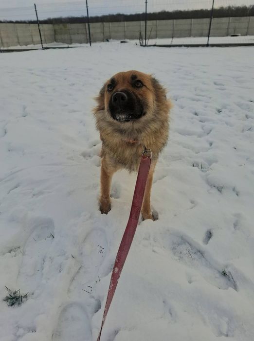 Dori, młoda sunia szuka domu