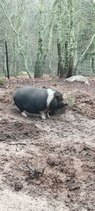 Porca vietnamita (anão)
