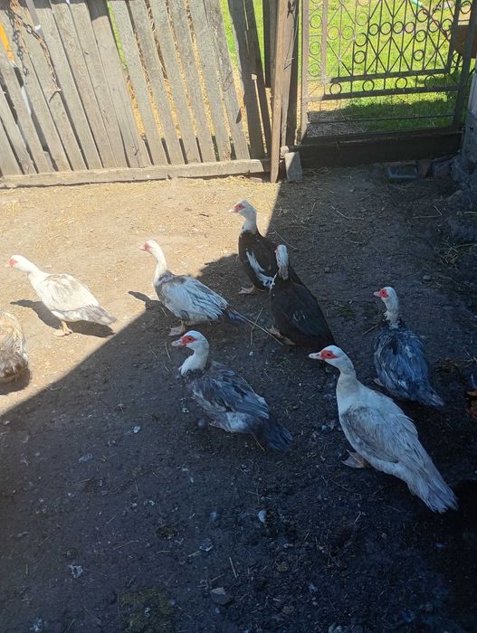 sprzedam kaczki francuskie