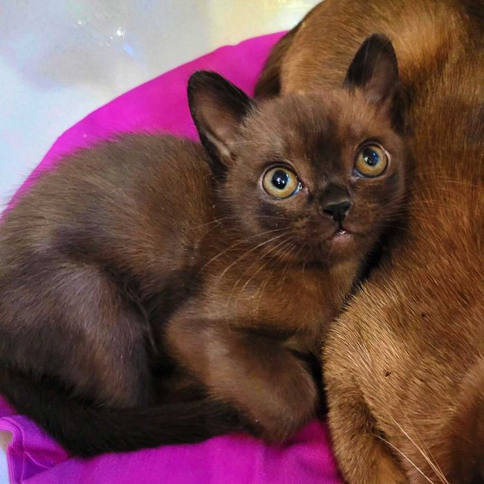 Жизнерадостные, нежные и лояльные к людям- американские бурмы!