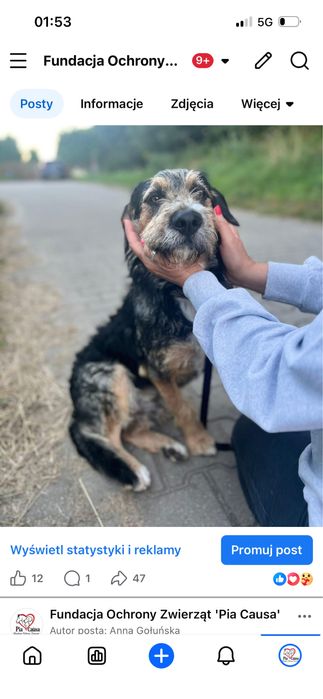 Kochany piesek Uszek szuka domku