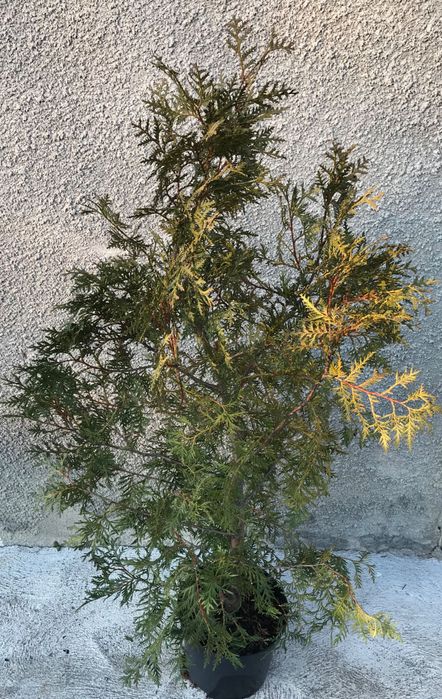 Tuja Danica , Mirjam , Horseri, Szmaragd, Brabant, Tuja książkowa