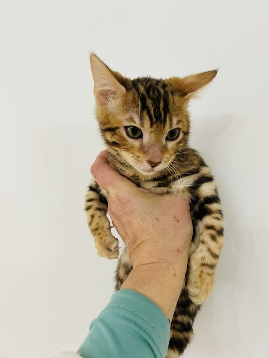 Kocurek bengalski . Legalna hodowla