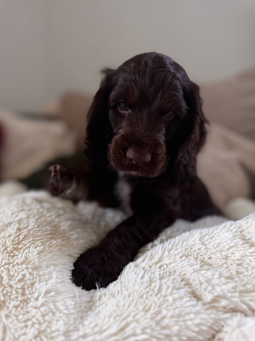 POMELO - Cocker Spaniel Angielski REZERWACJA
