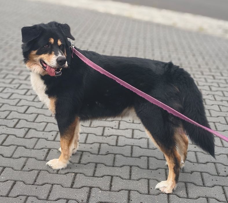 Do adopcji wesoły i przyjazny Kotlet