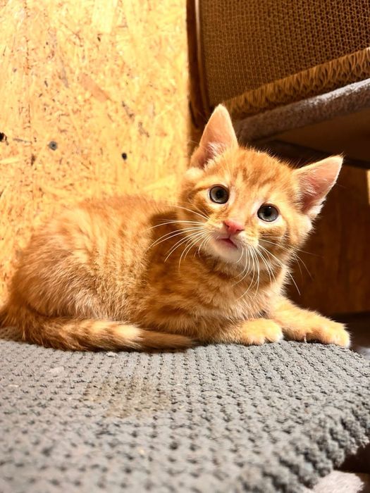 Cudowny, młody kocurek - do adopcji na dokocenie bądz w 2paku!