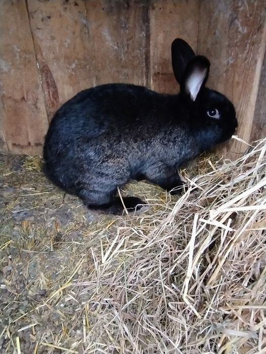 Sprzedam dorosłe króliki