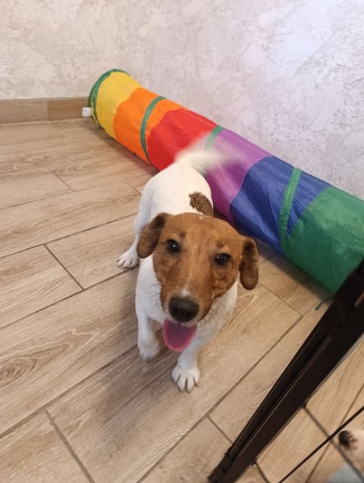 Urocza suczka szuka domu