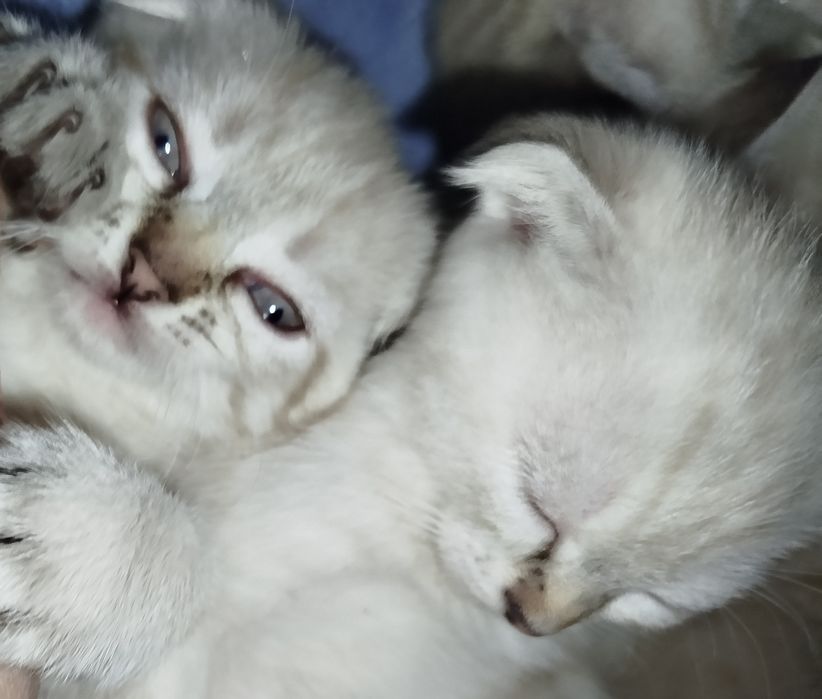 Котята. Срібна шиншила