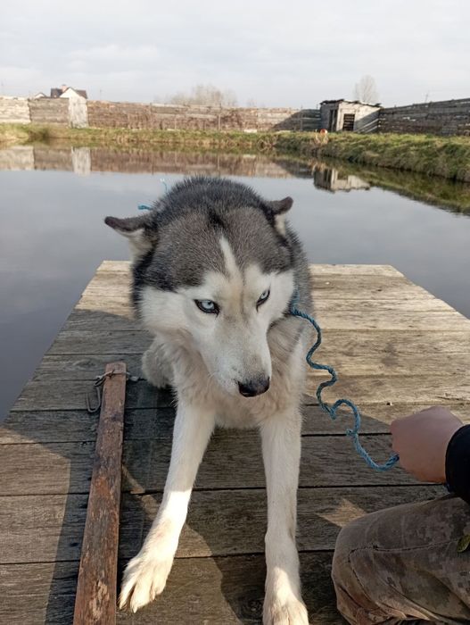 Продам Хаскі кобля