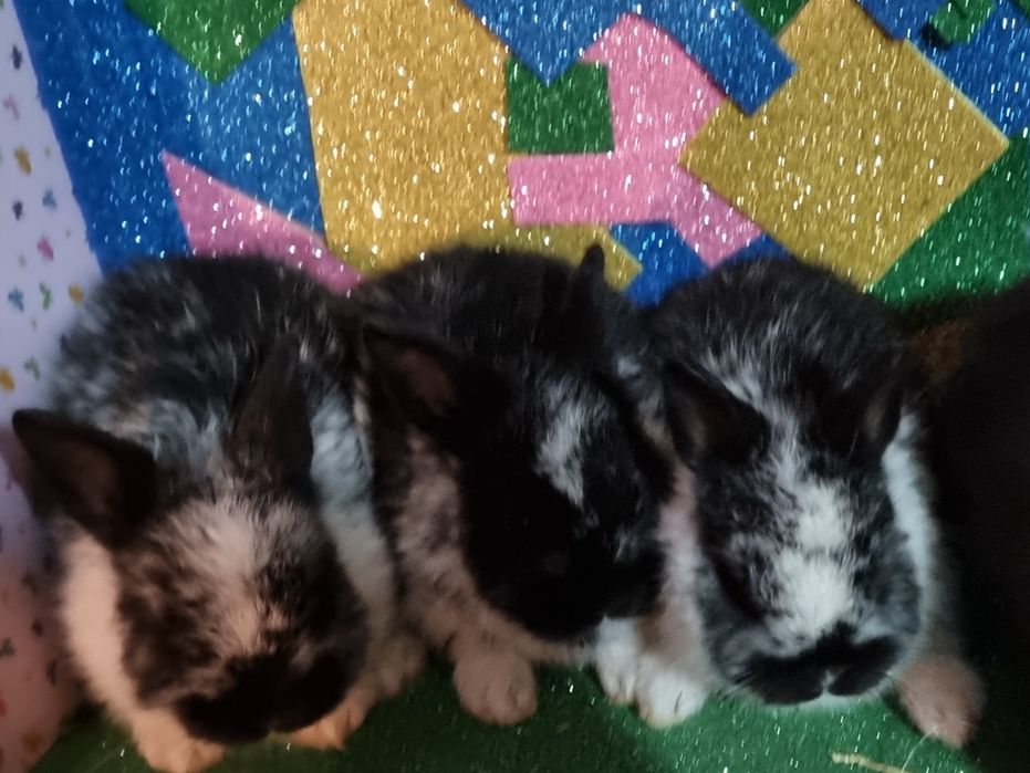 Coelhos anões de raça pura vacinados