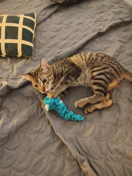 Gatinho bebe para adoção