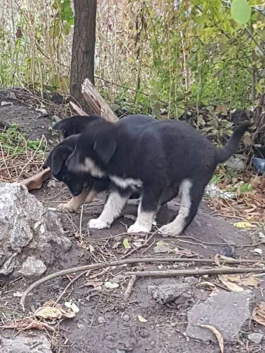 Отдам щенков даром