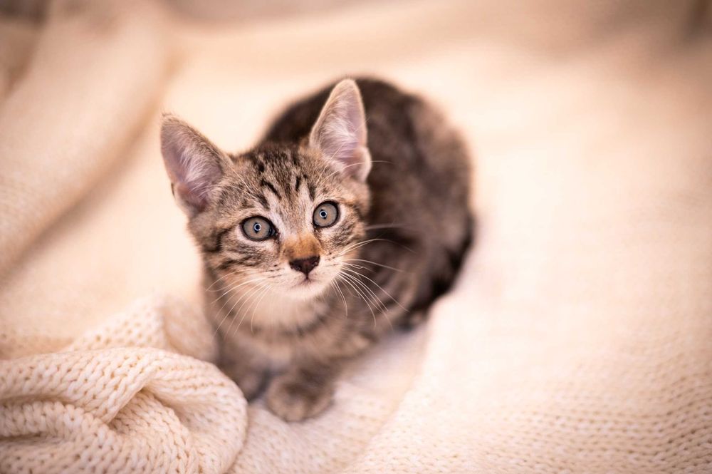 Malutki Tłumik prosi o kochający dom!