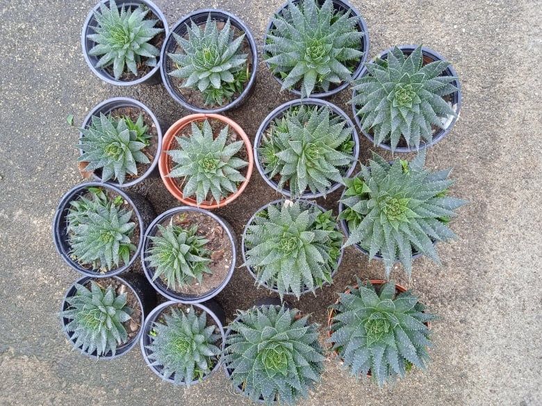 Catos ou suculentos para o seu jardim