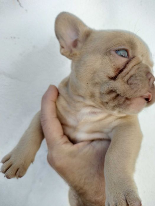 Bulldog francês, fêmea fwan