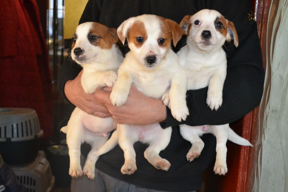 Діточки Джек Рассел тер'єр,продам!