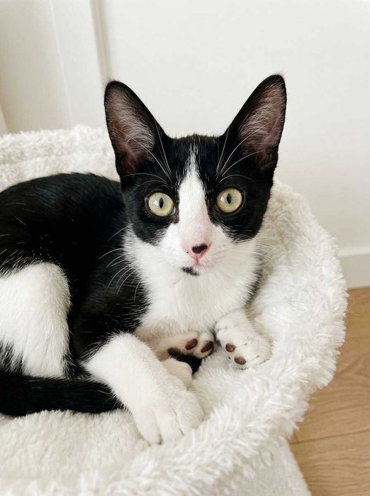 Setúbal e arredores / Margem Sul — MIKA, gatinha para adoção
