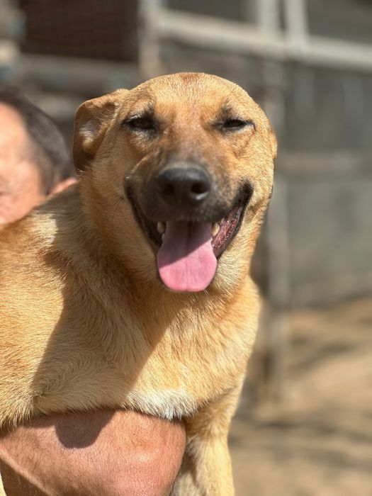 Собака девочка бесплатно