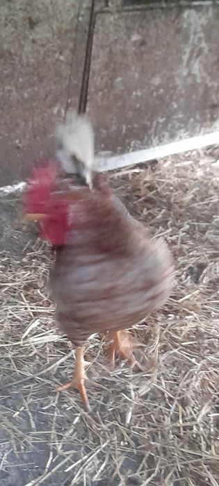 Aves adultas em lote