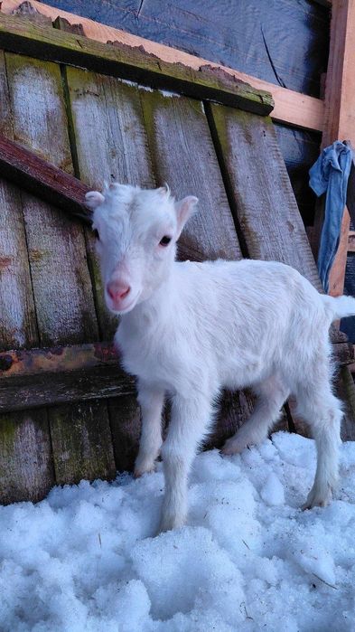 Продам віддам козочок