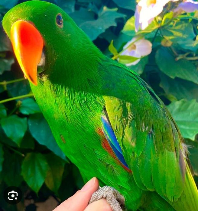 Vendo papagaio ecletus