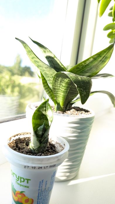 Сансевієрія ханні Медіопікта